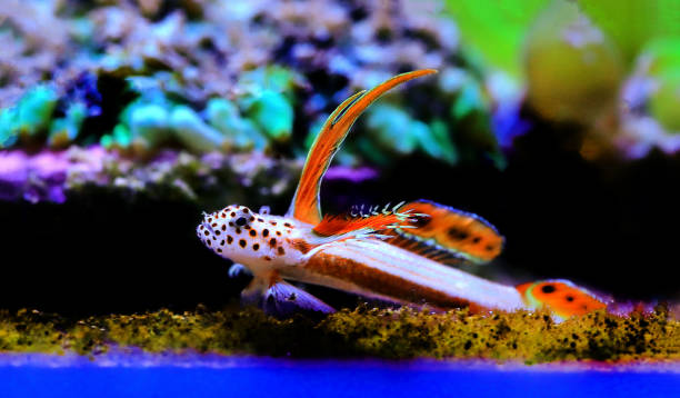 istock Flaming Prawn Goby - Discordipinna griessingeri 1355758416