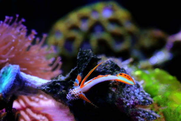 istock Flaming Prawn Goby - Discordipinna griessingeri 1355758419