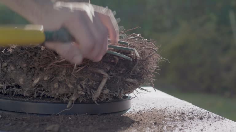 Home garden concept. Bonsai care, Close up on hands working roots, pruning and repotting of Beech tree using bonsai tools