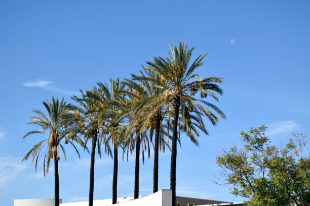 istock The Palm Trees and the Moon 1355761811