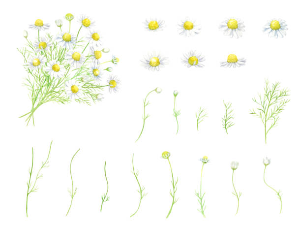 Watercolor illustration of chamomile bouquet Watercolor illustration of chamomile bouquet marguerite daisy stock illustrations