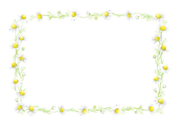 Watercolor illustration of chamomile square frame. Watercolor illustration of chamomile square frame. marguerite daisy stock illustrations