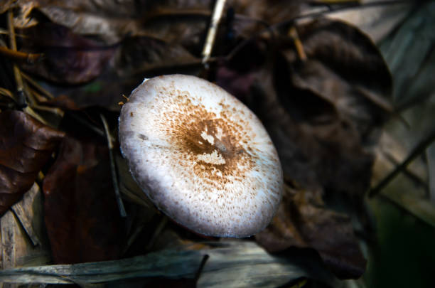 widok z góry na grzyby rosnące w dżungli. widok z lotu ptaka dzikiego grzyba na suchych liściach - orange mushroom asia brown zdjęcia i obrazy z banku zdjęć