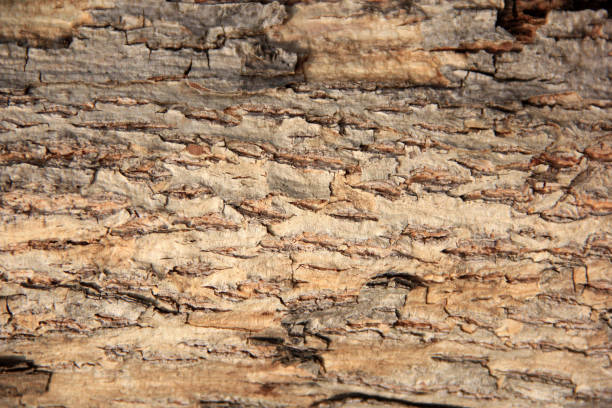 istock Close up wood texture. Close-up of pine bark with deep cracks. background of pine tree trunk close-up. Macro photo of bark texture 1355769578