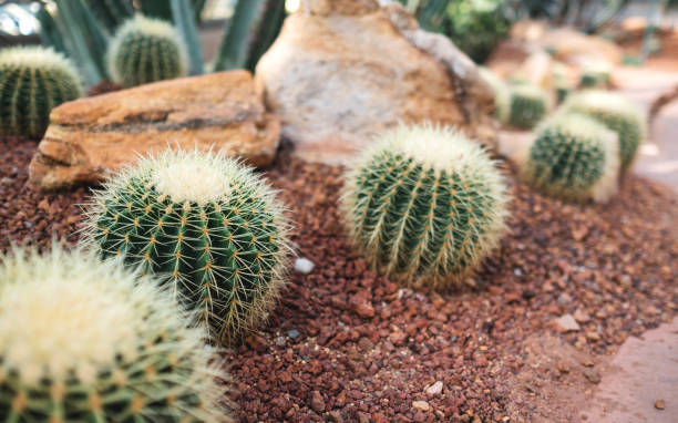 złota beczka kaktus lub echinocactus grusonii w ogrodzie botanicznym - grusonii zdjęcia i obrazy z banku zdjęć