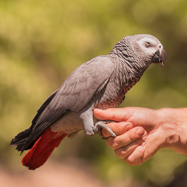 istock The grey parrot, Psittacus erithacus, Congo grey parrot, Congo African grey parrot on the mans hand 1355775705