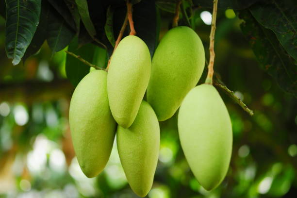 istock Mango fruit in Mekong Delta - Viet Nam 1355775824