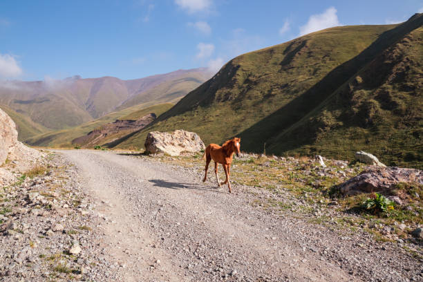kazbegi - un puledro al galoppo su una strada nella catena montuosa del grande caucaso in georgia. - lost horse valley foto e immagini stock