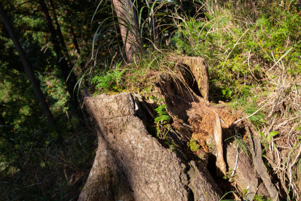 istock Small plant growing up inside a broken tree body in Tanzawa, Japan 1355780445