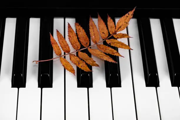 Autumnal Leaf on the Piano Keyboard closeup