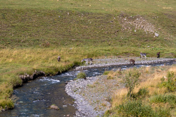 juta - un troupeau d’ânes buvant dans une rivière de la chaîne de montagnes du grand caucase en géorgie. - russia river landscape mountain range photos et images de collection