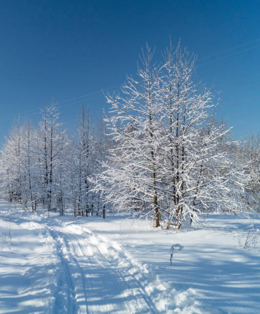 青空に対する冬の森のスキートラック。 - rural scene russia ski track footpath ストックフォトと画像