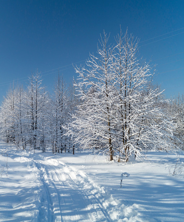 Ski track in the winter forest against the blue sky. Beauty in nature on a sunny day