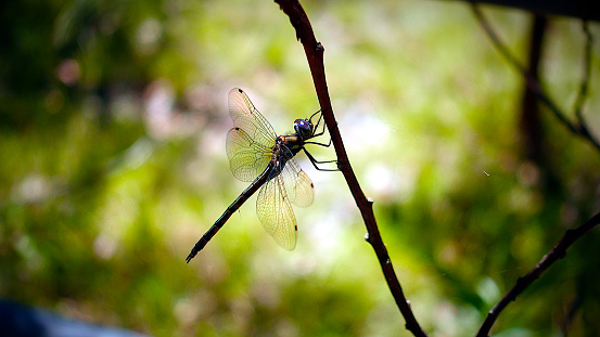 A dragonfly found in native bushland in South Eastern Queensland, Australia.