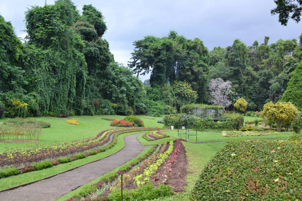 istock Sri Lanka, botanical garden , forest, tropical, nature 1355785876