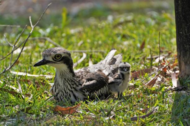 buschsteinbrachvogel und baby auf dem gras - stone curlew stock-fotos und bilder