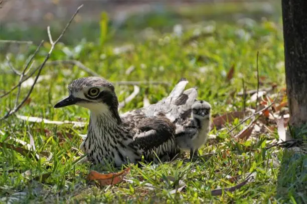 Bush stone curlew and baby on the grass