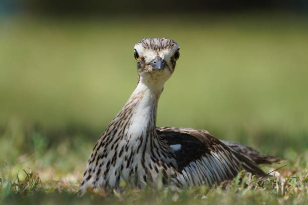 porträt eines buschstein-brachvogels mit blick in die kamera - stone curlew stock-fotos und bilder