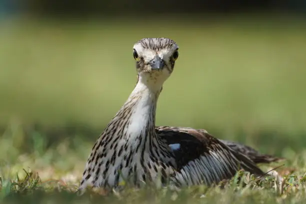 Portrait of a bush stone curlew looking at the camera