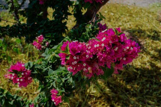 istock bougainvillea spectabilis 1355788267