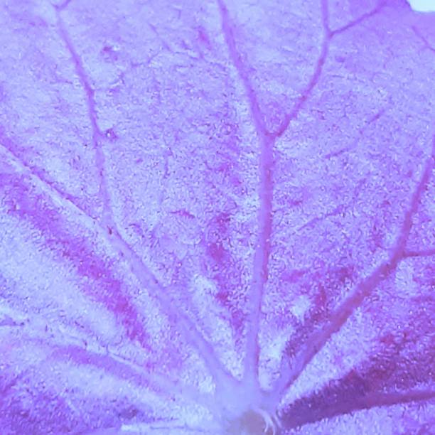 istock leaf veins  purple texture  as color background 1355789804