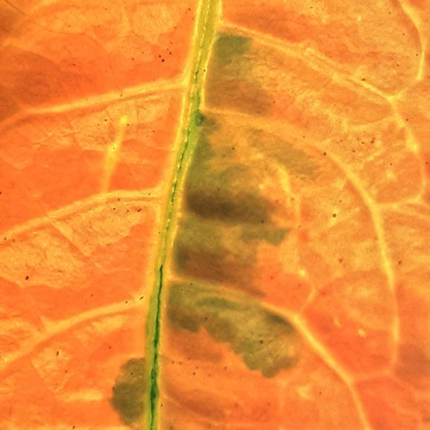 istock leaf veins pink color  texture  as color background 1355789954
