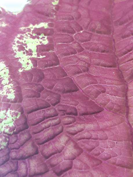 istock leaf veins dark purple texture  as color background 1355789988