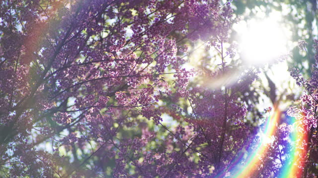 Cherry blossom tree with real rainbow flare from len optic