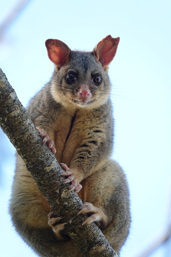 Close up of a brush tailed possum looking at the camera