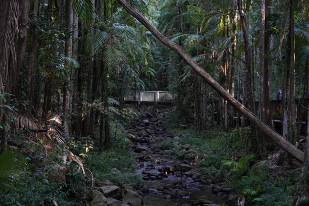 istock A bridge through the rainforest in Queensland 1355791628