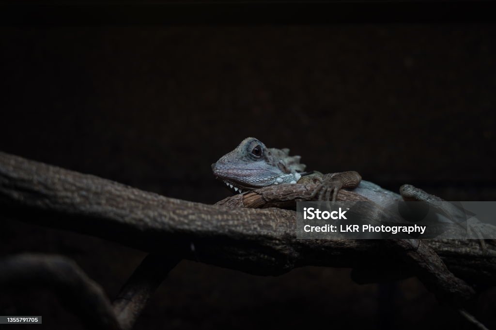 Australian Boyd’s rainforest dragon resting on branch Colour landscape photo of Australian Boyd’s rainforest dragon Animal Stock Photo