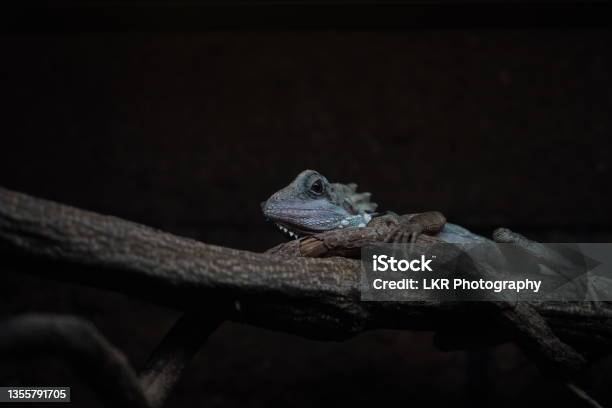 Australian Boyds Rainforest Dragon Resting On Branch Stock Photo - Download Image Now