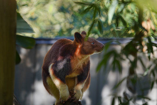 A tree kangaroo in the zoo