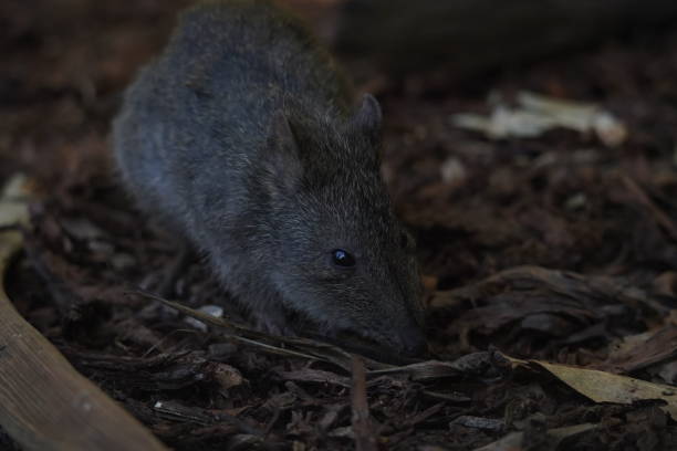 정원에서 긴 노를 지은 포토루 - potoroo 뉴스 사진 이미지