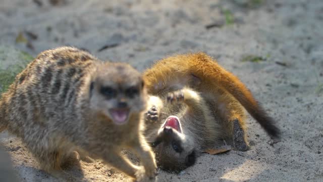 Wild Meerkats Fighting and Playing with other Suricates Slow Motion