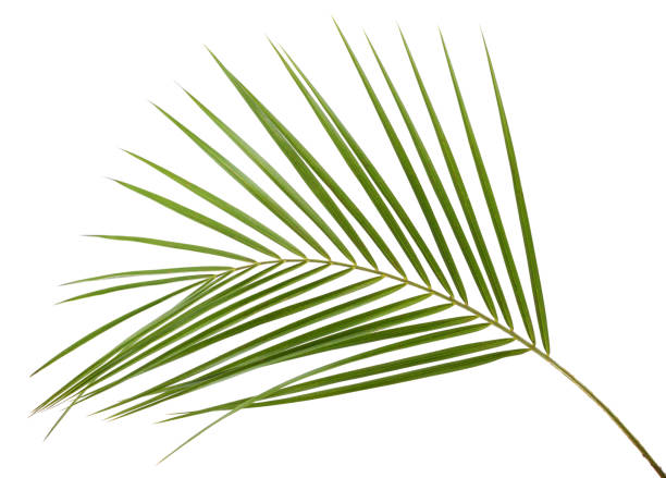 istock One leaf of fern. 1355794181