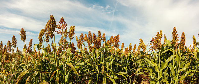 Closeup in the field with corn in the day with sun. Agriculture and Food Plant.