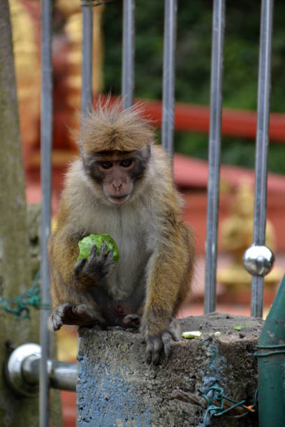istock Sri Lanka, animal, mammal, wildlife, monkey 1355798732