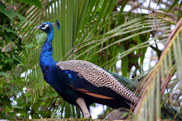 sri lanka, pfau, vogel, nahaufnahme - close up peacock animal head bird stock-fotos und bilder