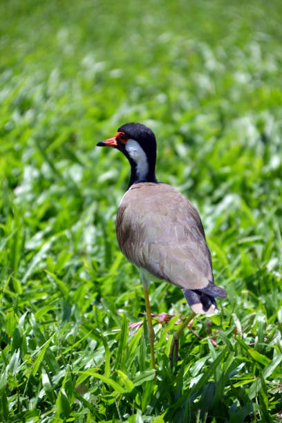 istock sri lanka, bird, wildlife, feathers, red beak 1355798767