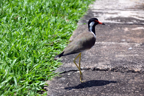 istock sri lanka, bird, wildlife, feathers, red beak 1355798770