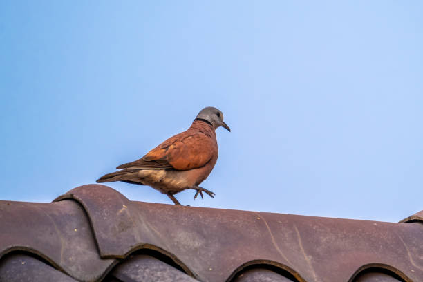 istock Streptopelia tranquebarica on roof 1355800769