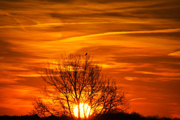 istock Bird in tree top at sunrise 1355803056
