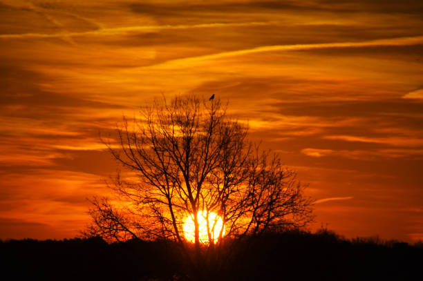 istock Songbird in tree top at sunrise 1355803057