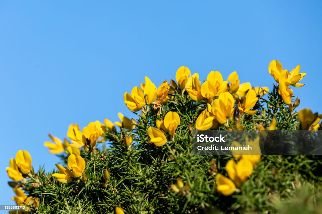 The yellow flowers on a gorse bush against a blue sky The vibrant yellow gorse bush flowers on a sunny winters day Gorse Stock Photo