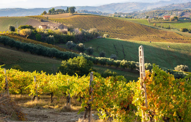 istock Colorful vineyard in fall, autumn nature landscape 1355804898