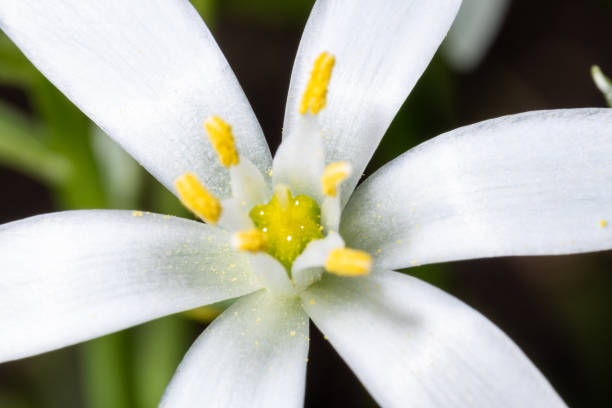 istock White ornithogalum flower with yellow pollen, close-up. 1355804969