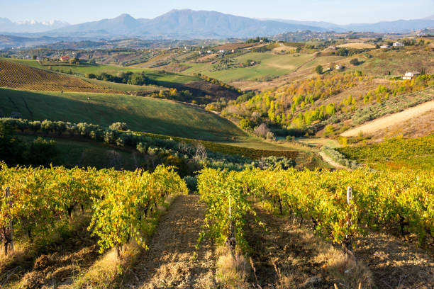 istock Colorful vineyard in fall, autumn nature landscape 1355805169