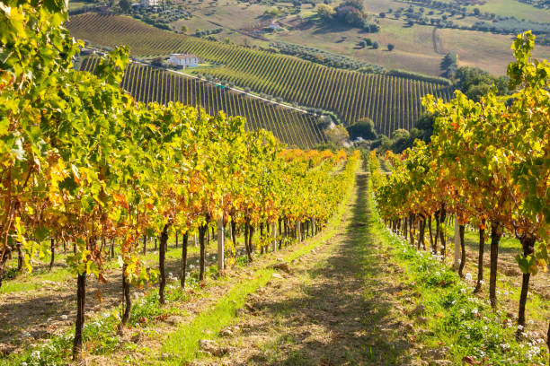 istock Colorful vineyard in fall, autumn nature landscape 1355805967