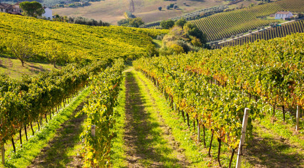 istock Colorful vineyard in fall, autumn nature landscape 1355806008